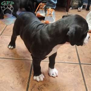 Bolt, Olde English Bulldogge Puppy