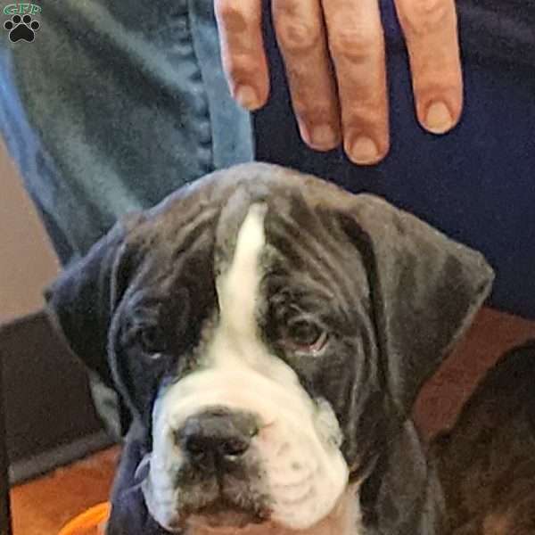 Bolt, Olde English Bulldogge Puppy