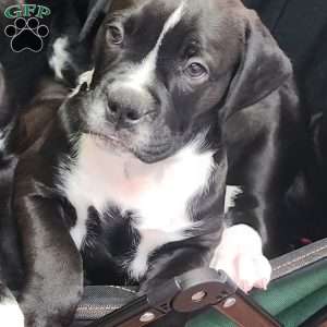 Sparky, Olde English Bulldogge Puppy