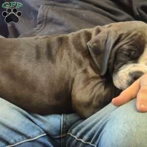 Bolt, Olde English Bulldogge Puppy