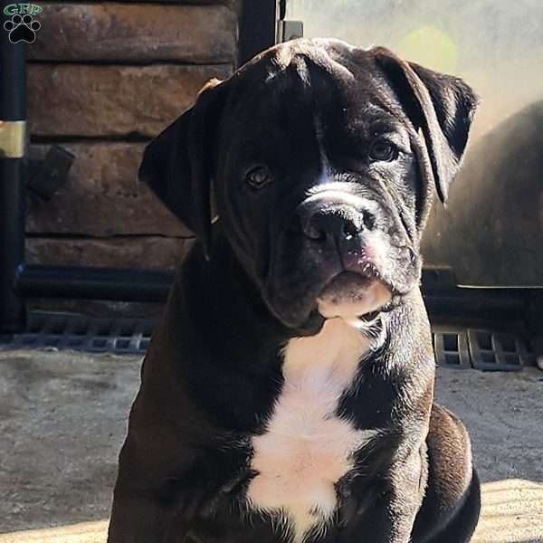 Astro, Olde English Bulldogge Puppy