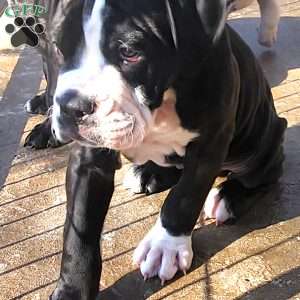 Bolt, Olde English Bulldogge Puppy