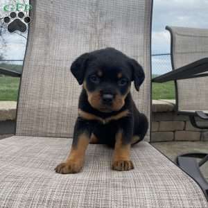 Cleo, Rottweiler Puppy
