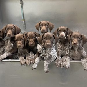 Wendi Braddock, View Puppies Breeder