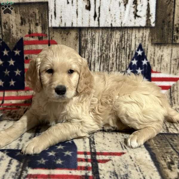 NAOMI, Goldendoodle Puppy