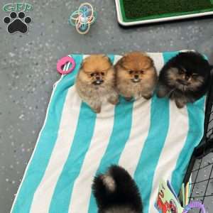 Tiny Princess, Pomeranian Puppy