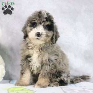 Jewels, Mini Bernedoodle Puppy
