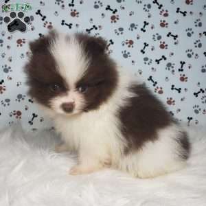 Leo, Pomeranian Puppy