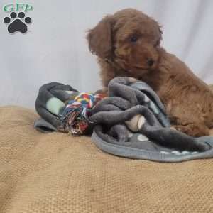 Giggles, Cavapoo Puppy