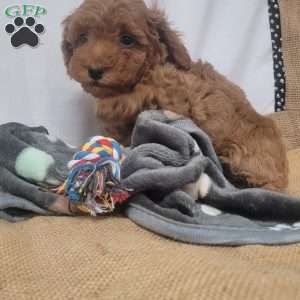 Giggles, Cavapoo Puppy