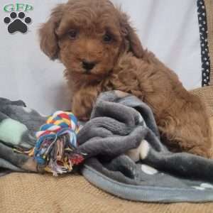 Giggles, Cavapoo Puppy