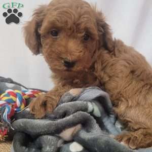 Giggles, Cavapoo Puppy