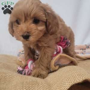 Sparkles, Cavapoo Puppy