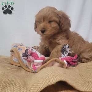 Sparkles, Cavapoo Puppy