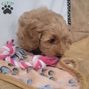 Cuddles, Cavapoo Puppy
