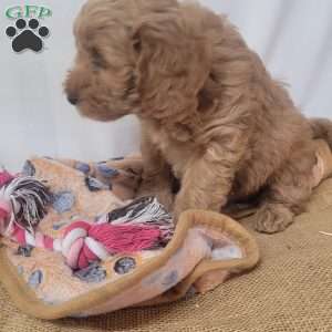 Cuddles, Cavapoo Puppy