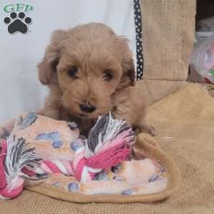 Cuddles, Cavapoo Puppy