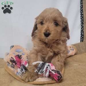 Cuddles, Cavapoo Puppy