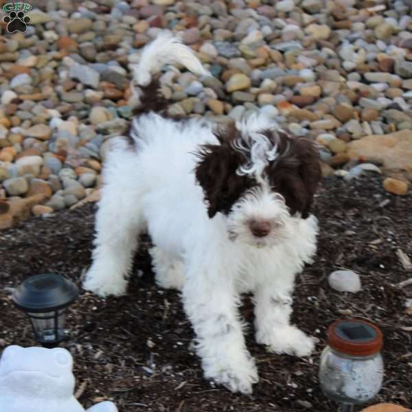 May, Portuguese Water Dog Puppy