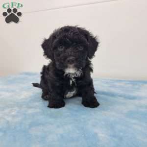 Harry, Havapoo Puppy