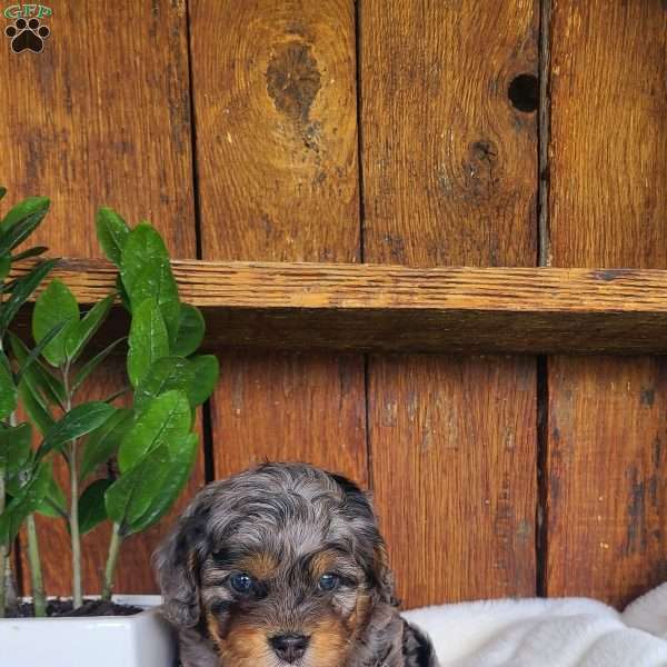 Toby, Cavapoo Puppy