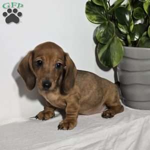 Ms. Amber, Dachshund Puppy