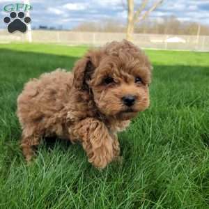 Gizmo, Miniature Poodle Puppy