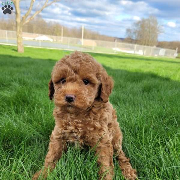 Roxie, Miniature Poodle Puppy