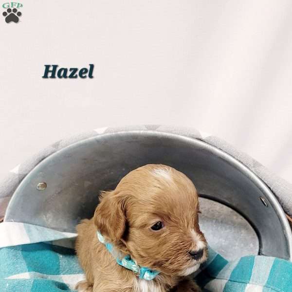 Hazel, Cavapoo Puppy