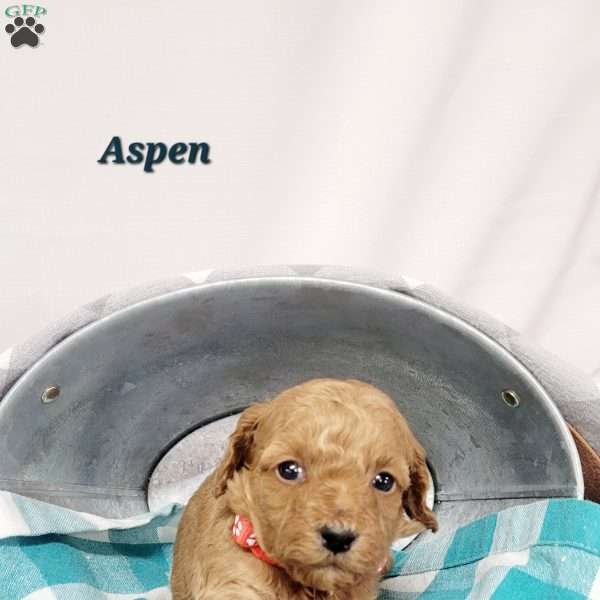 Aspen, Cavapoo Puppy