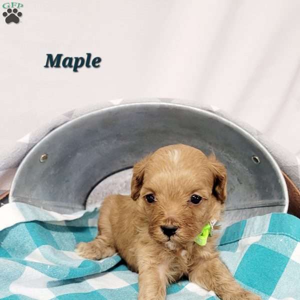 Maple, Cavapoo Puppy