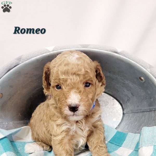 Romeo, Cavapoo Puppy