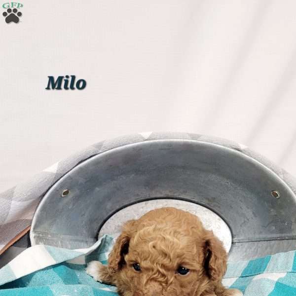 Milo, Cavapoo Puppy
