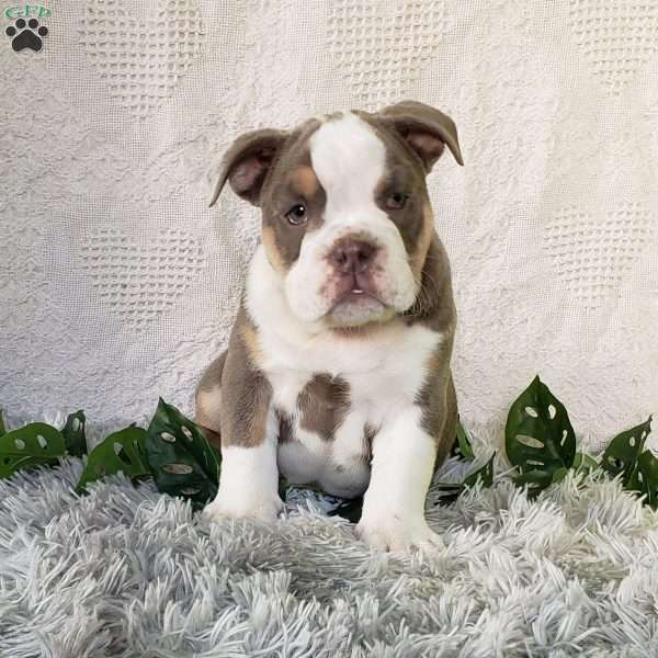 Bruno, English Bulldog Puppy