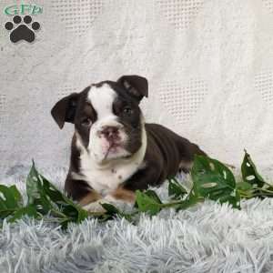 Tilly, English Bulldog Puppy