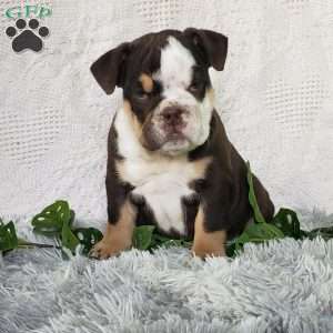 Fifi, English Bulldog Puppy