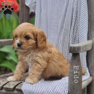 Fido, Cavapoo Puppy