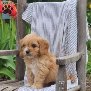 Fido, Cavapoo Puppy
