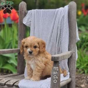 Fido, Cavapoo Puppy