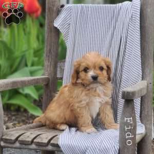 Fido, Cavapoo Puppy