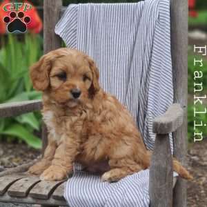 Franklin, Cavapoo Puppy