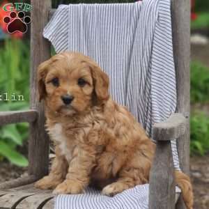 Franklin, Cavapoo Puppy