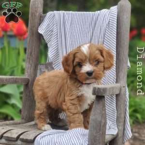 Diamond, Cavapoo Puppy