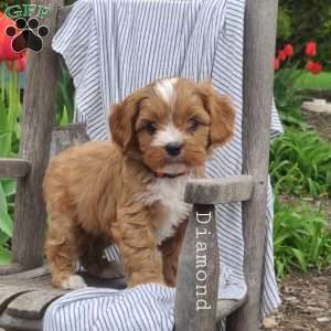 Diamond, Cavapoo Puppy