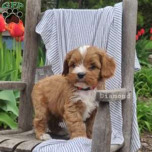 Diamond, Cavapoo Puppy