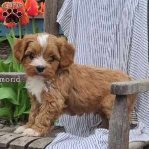 Diamond, Cavapoo Puppy