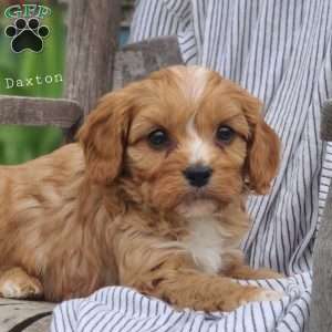 Daxton, Cavapoo Puppy