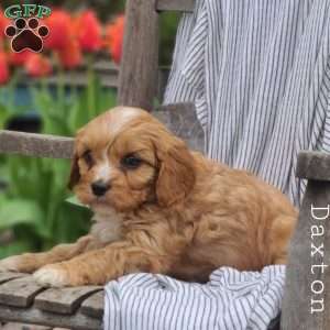 Daxton, Cavapoo Puppy