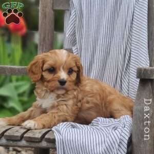Daxton, Cavapoo Puppy