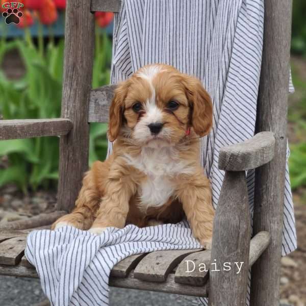 Daisy, Cavapoo Puppy